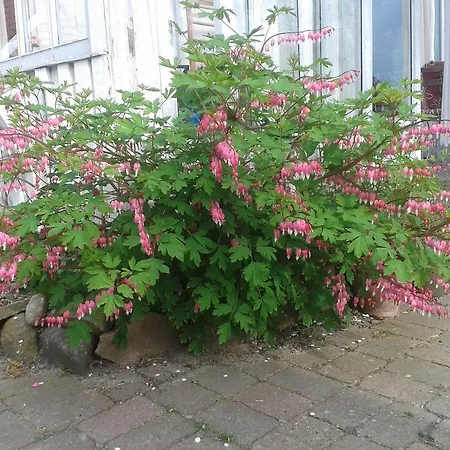 Bed and Breakfast Belvedere Svendborg
