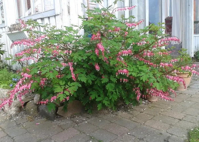 Couette-café Belvedere Svendborg